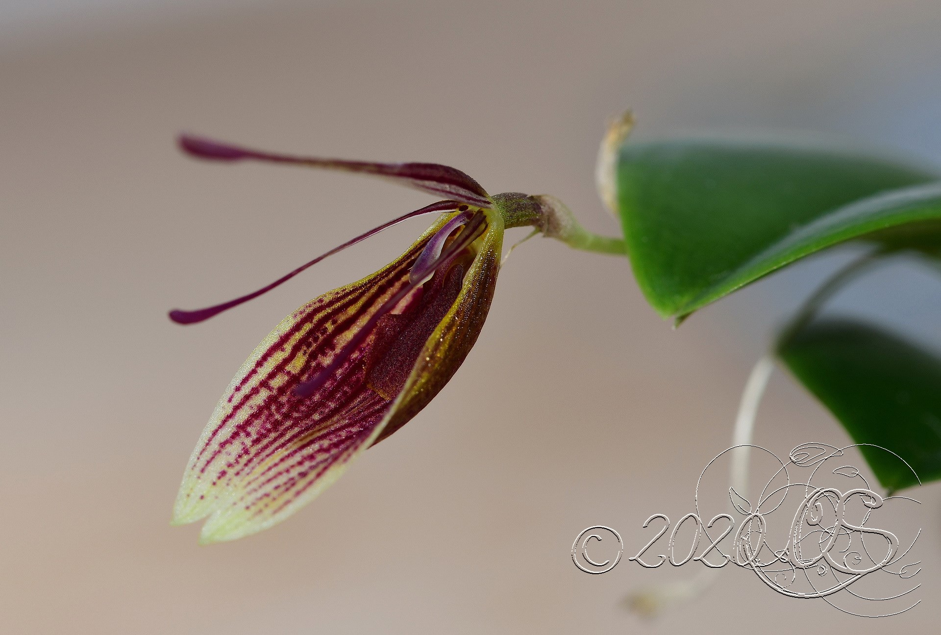 Miniatur-Orchideen Teil 6 - Seite 15 Restrepia-iris-1